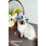 Невские маскарадные котята