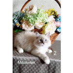 Невские маскарадные котята
