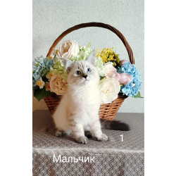 Невские маскарадные котята