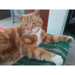 Умный рыжий котик для загородного дома