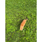 Умный рыжий котик для загородного дома