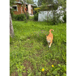 Умный рыжий котик для загородного дома