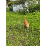 Умный рыжий котик для загородного дома