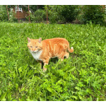 Умный рыжий котик для загородного дома