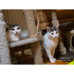 Котик Фокс