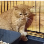 Солнечный котик Ирбис