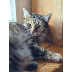 Кошечка Джанни