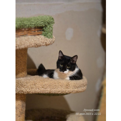 Котик Рембик
