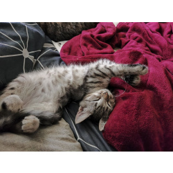 Котенок Сильва