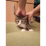 Котенок Мася в добрые руки!