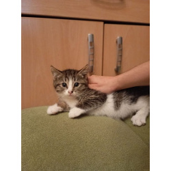 Котенок Мася в добрые руки!
