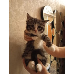 Котенок Кася ищет дом!