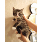 Котенок Кася ищет дом!