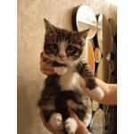 Котенок Кася ищет дом!