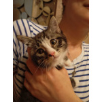 Котенок Кася ищет дом!