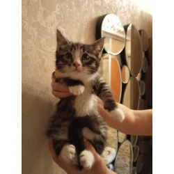 Котенок Кася ищет дом!