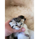 Котята в ваш дом
