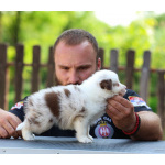 Бордер-колли щенки