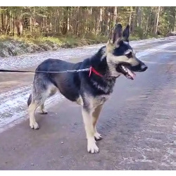 Молодой пёс ВЕО в ответственную семью