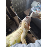 Игуана желтая (Iguana Iguana yellow morph) + террариум