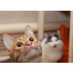 Рыжий Серафим, юный котик в добрые руки.