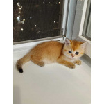 Котята золотая шиншилла