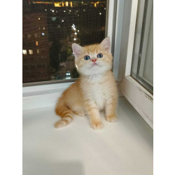 Котята золотая шиншилла