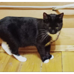 Кошечка Ингрид в добрые руки