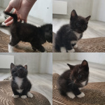 Котята курильский бобтейл
