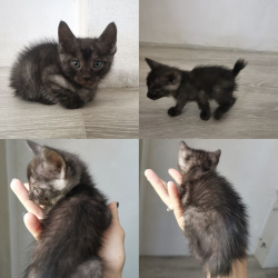 Котята курильский бобтейл