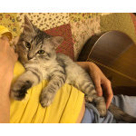 Серебряный котёнок Сильва в добрые руки