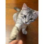 Серебряный котёнок Сильва в добрые руки