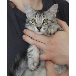 Серебряный котёнок Сильва в добрые руки