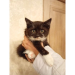 Ищет дом котенок Кузя.