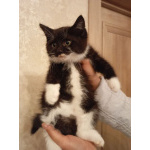 Ищет дом котенок Кузя.