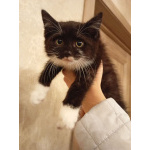 Ищет дом котенок Кузя.