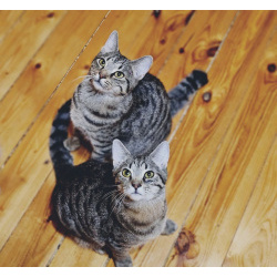 Котики неразлучники