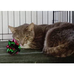 Котик
