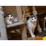 Котик Зефир