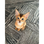 Котята абиссинской породы