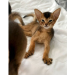 Котята абиссинской породы