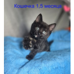 Ласковые и весёлые котята ищут дом!