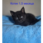 Ласковые и весёлые котята ищут дом!