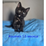 Ласковые и весёлые котята ищут дом!
