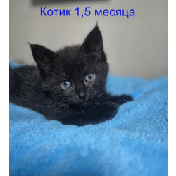Ласковые и весёлые котята ищут дом!
