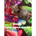 Продаются котята канадского сфинкса