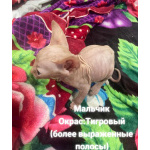 Продаются котята канадского сфинкса