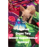 Продаются котята канадского сфинкса