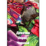 Продаются котята канадского сфинкса