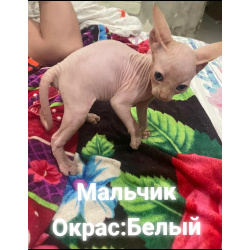 Продаются котята канадского сфинкса